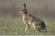 Brown hare (Lepus capensis) adult sat in field. Scotland. April 2006.